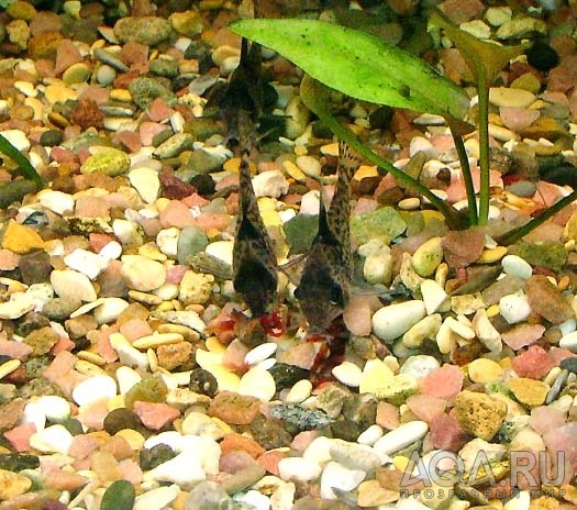 Сorydoras leucomelas, кормежка -2