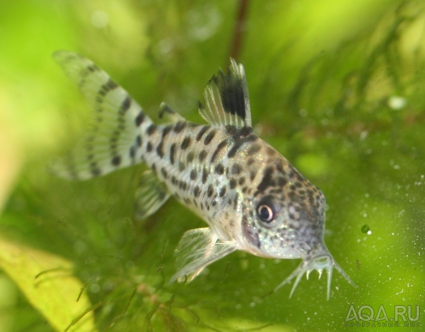 Corydoras leucomelas