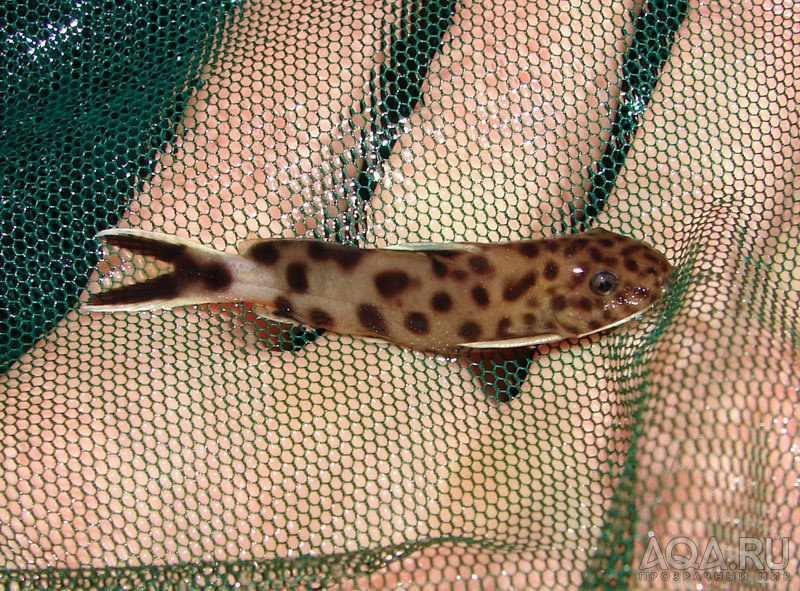 Synodontis petricola малек.