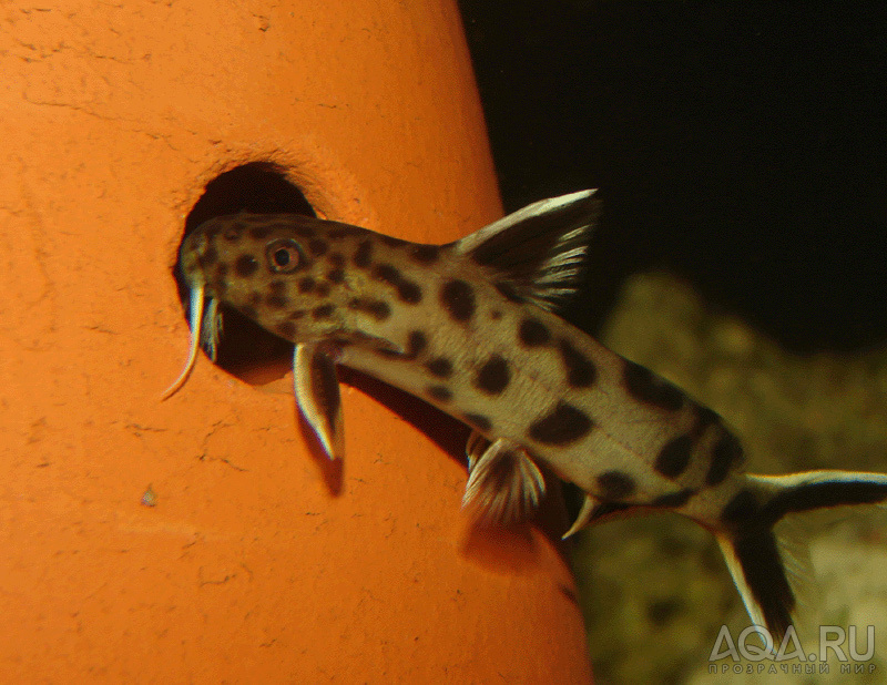 Synodontis lucipinnis