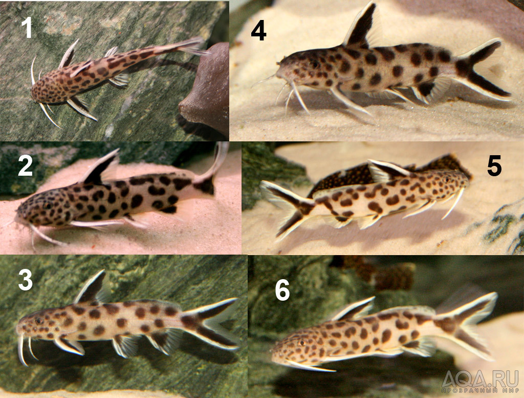 Synodontis petricola