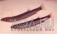 BLACK KUHLI LOACH