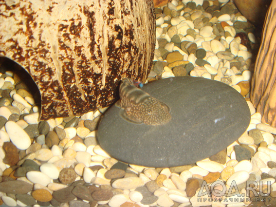 Gastromyzon ocellatus