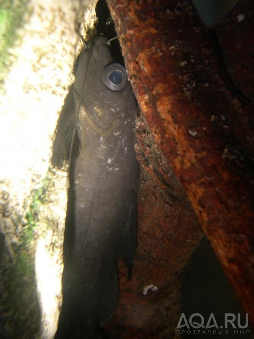 Ictalurus punctatus 2