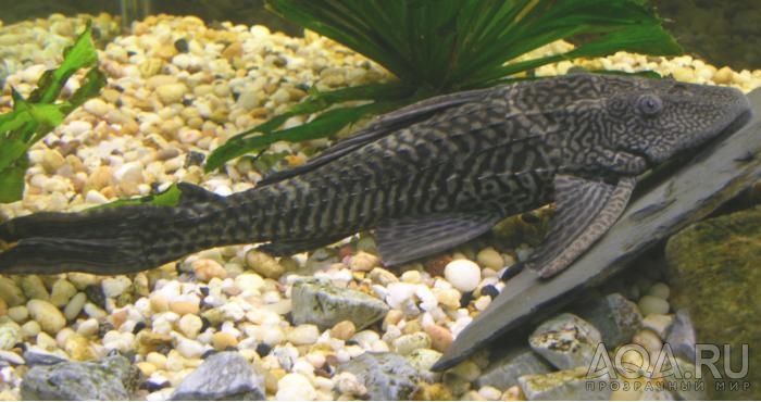 Pleco