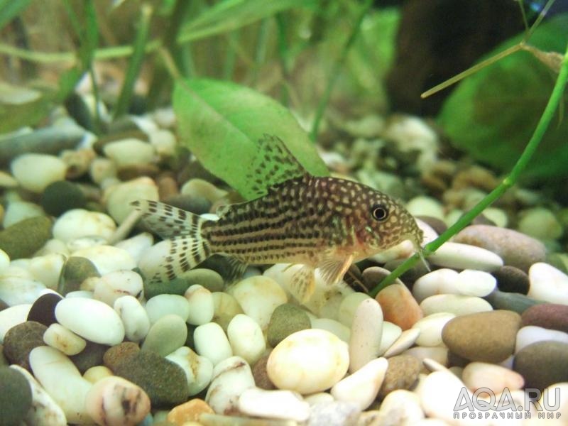 Corydoras sterbai