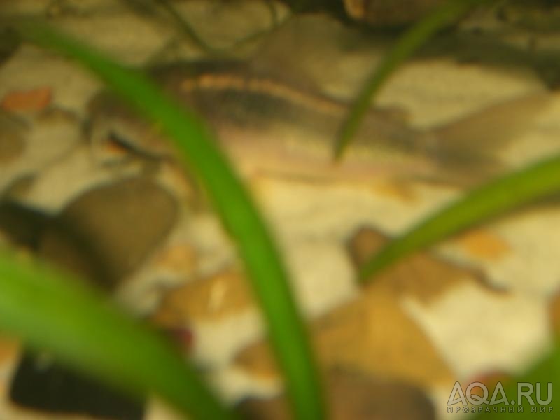 CorydorasAeneus