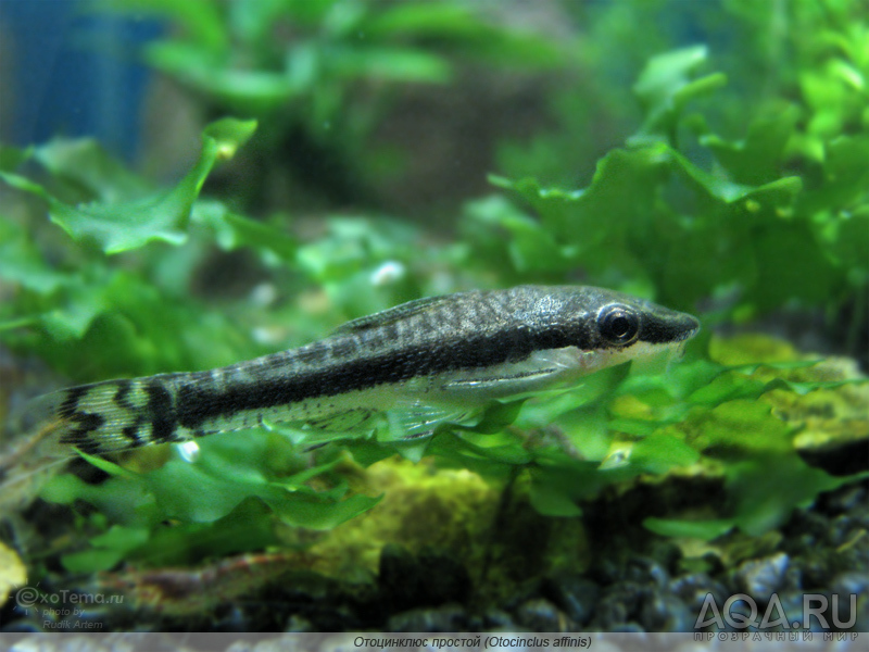 Otocinclus affinis