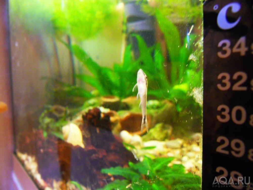 otocinclus2