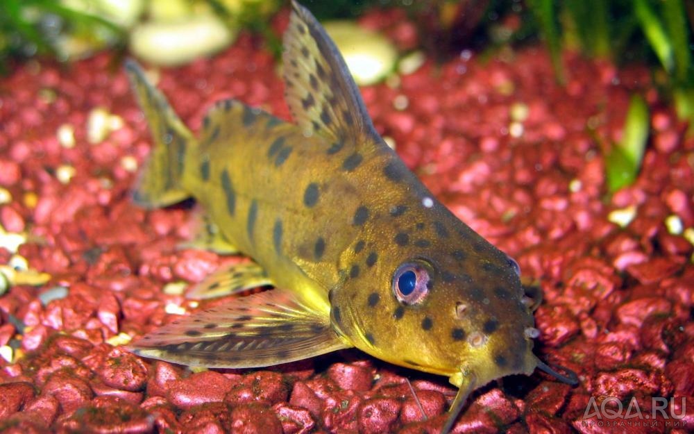 Гибрид Synodontis angelicus х S. multipunctatus