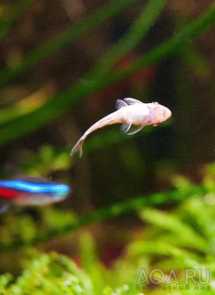 Otocinclus affinis