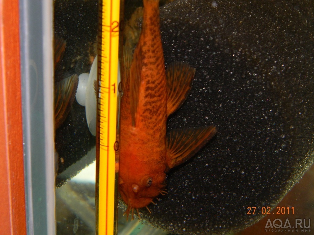 ancistrus sp. Super red