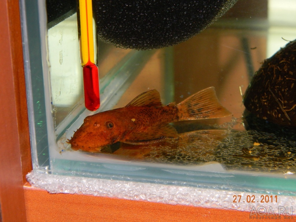 ancistrus sp. Super red