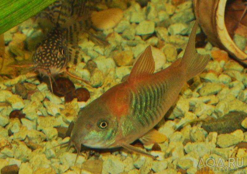 C.Venezuelus