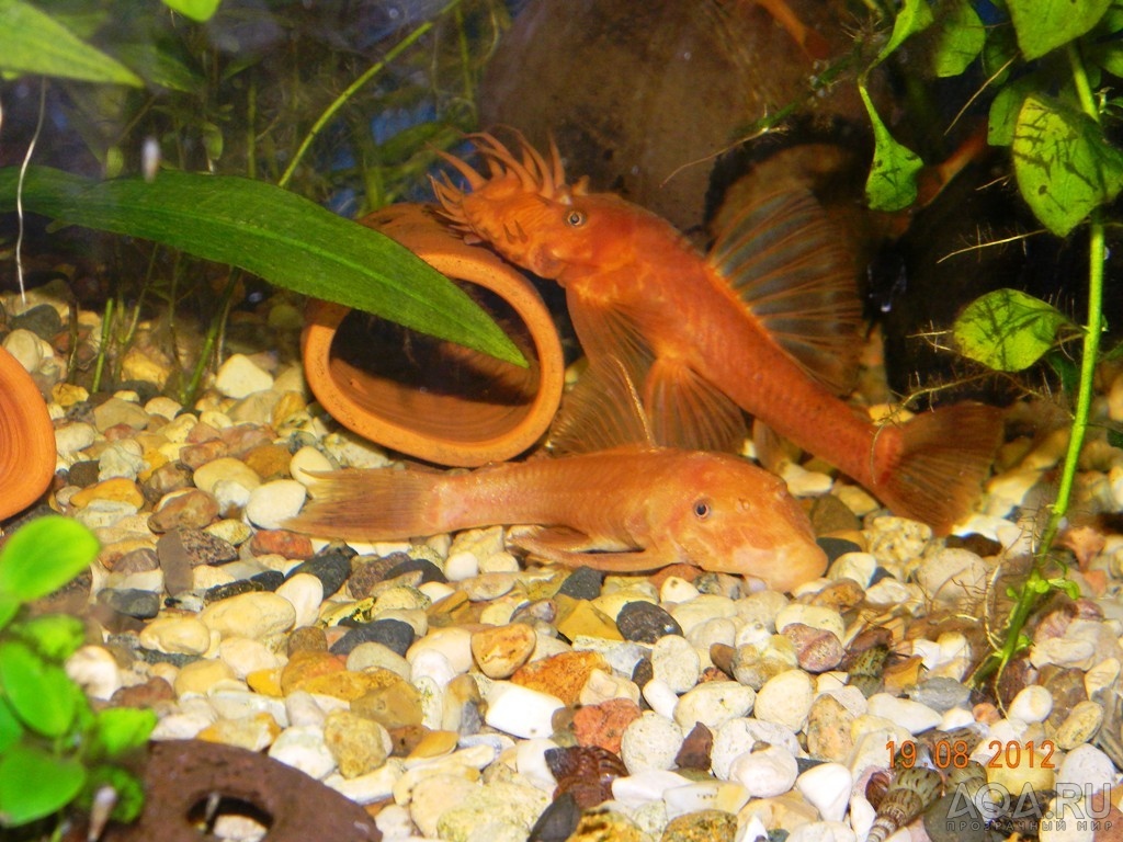 ancistrus sp. Super red