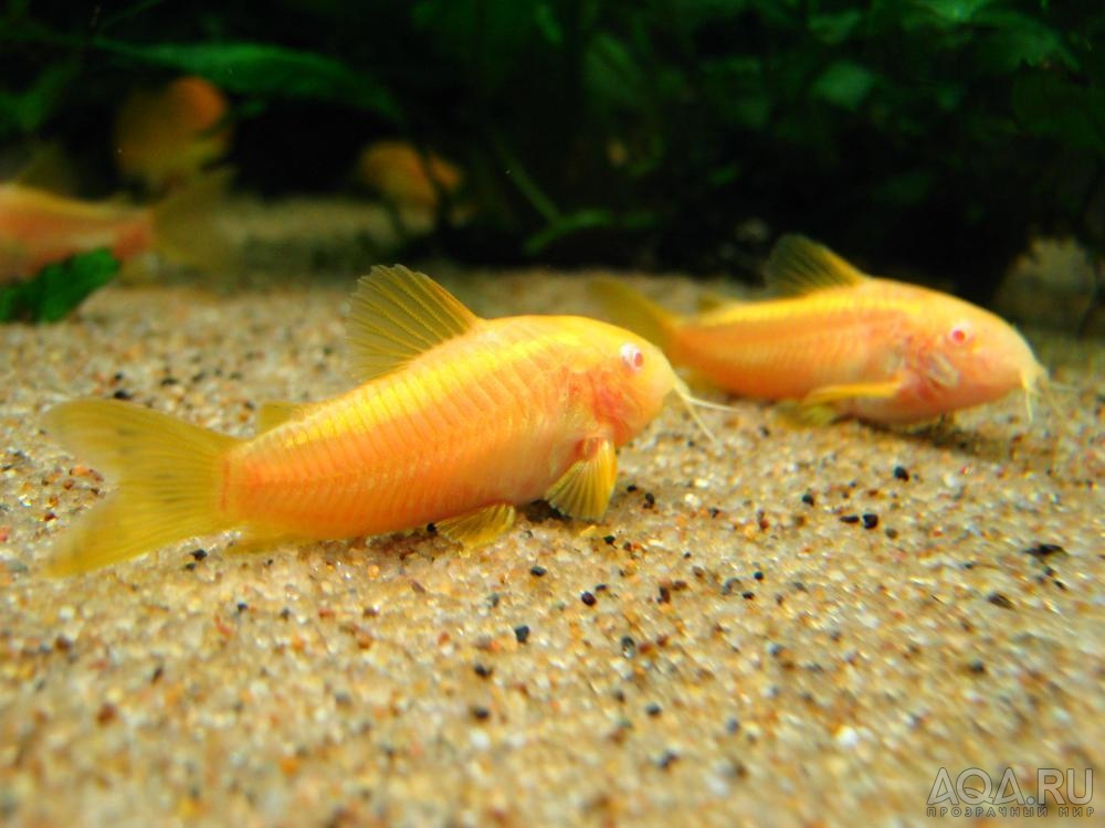 Corydoras sp. CW010 alb._1