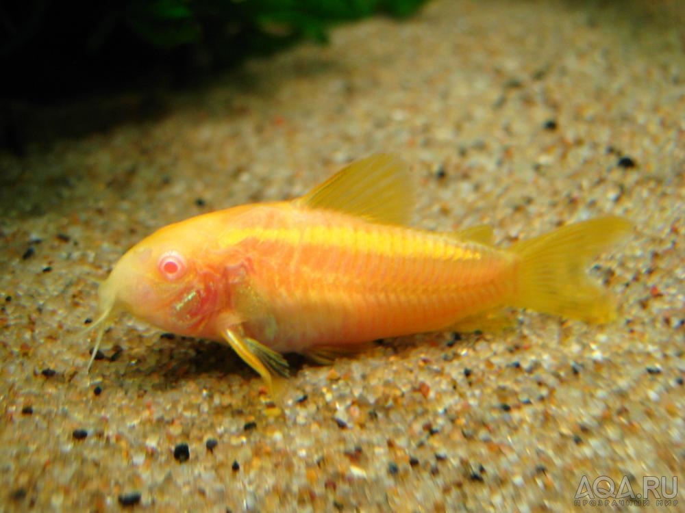 Corydoras sp. CW010 albino_2