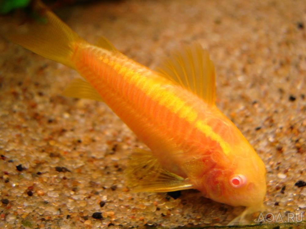 Corydoras sp. CW010 albino_3