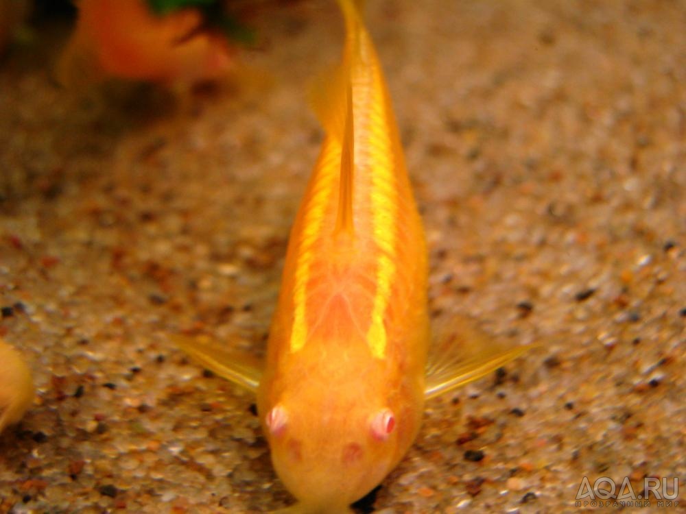 Corydoras sp. CW010 albino_4