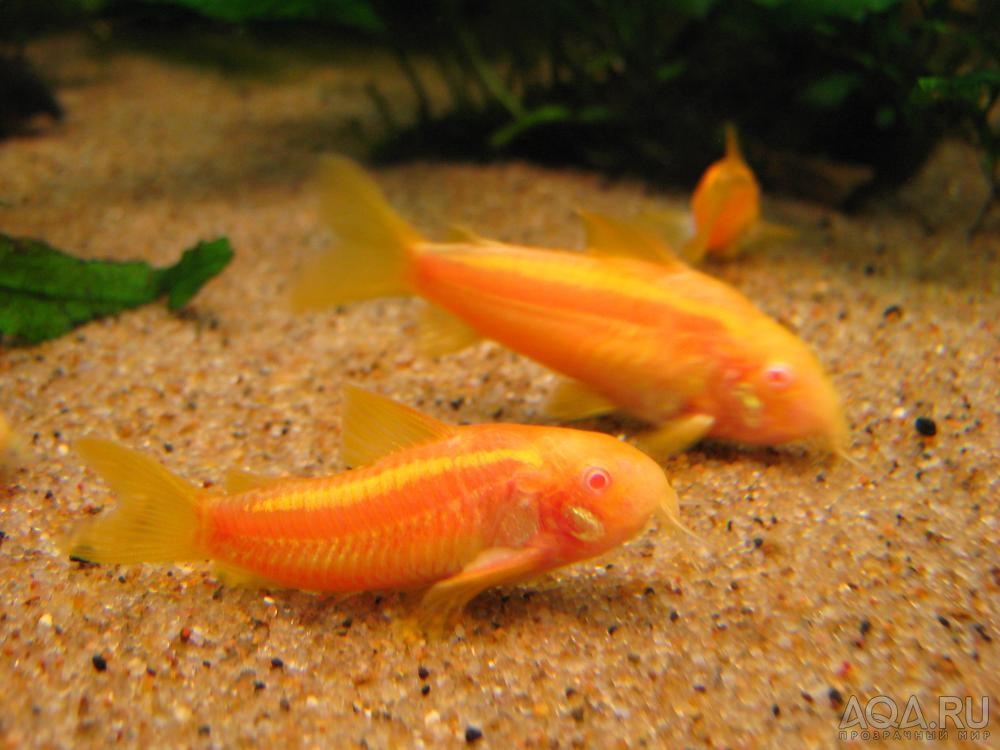 Corydoras sp. CW010 albino_5