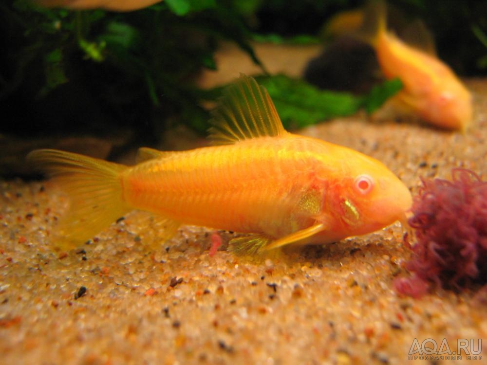 Corydoras sp. CW010 albino_6