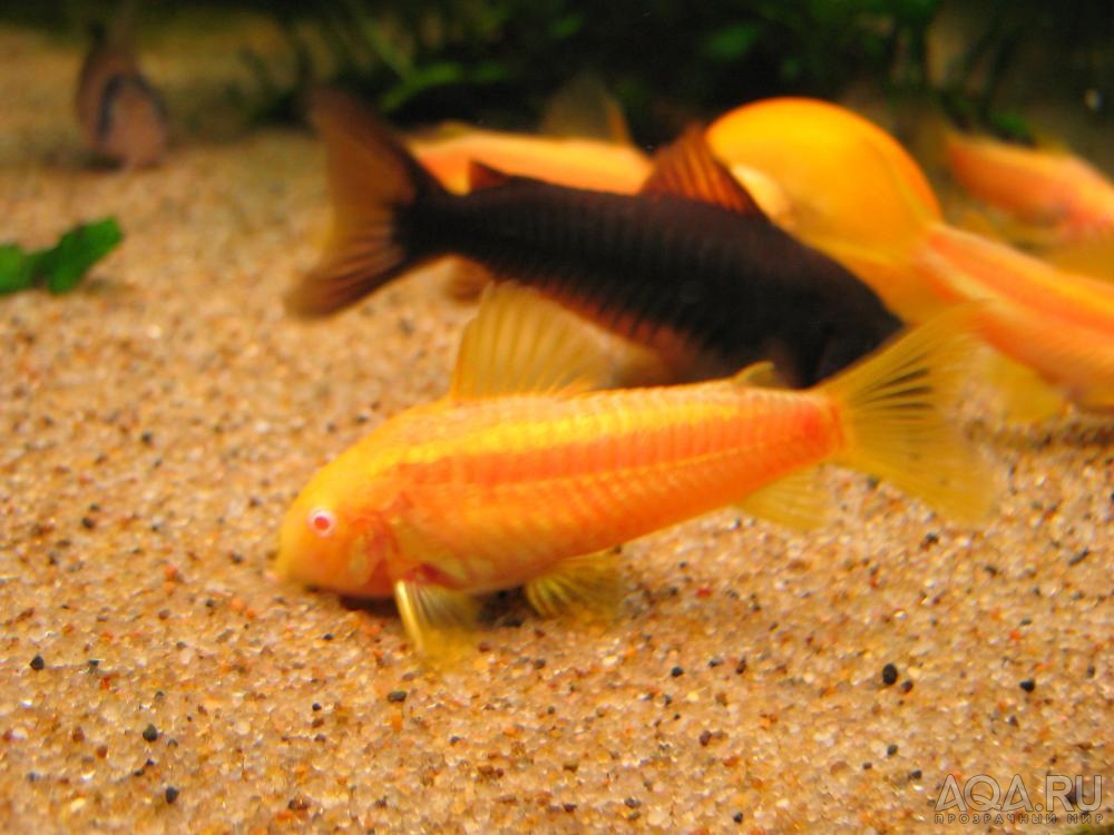 Corydoras sp. CW010 albino_7