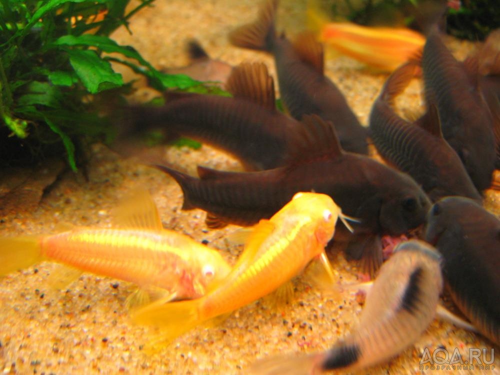 Corydoras sp. CW010 albino_9