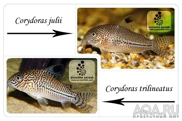 Corydoras