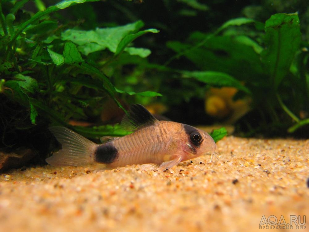 Коридорас панда (Corydoras panda)