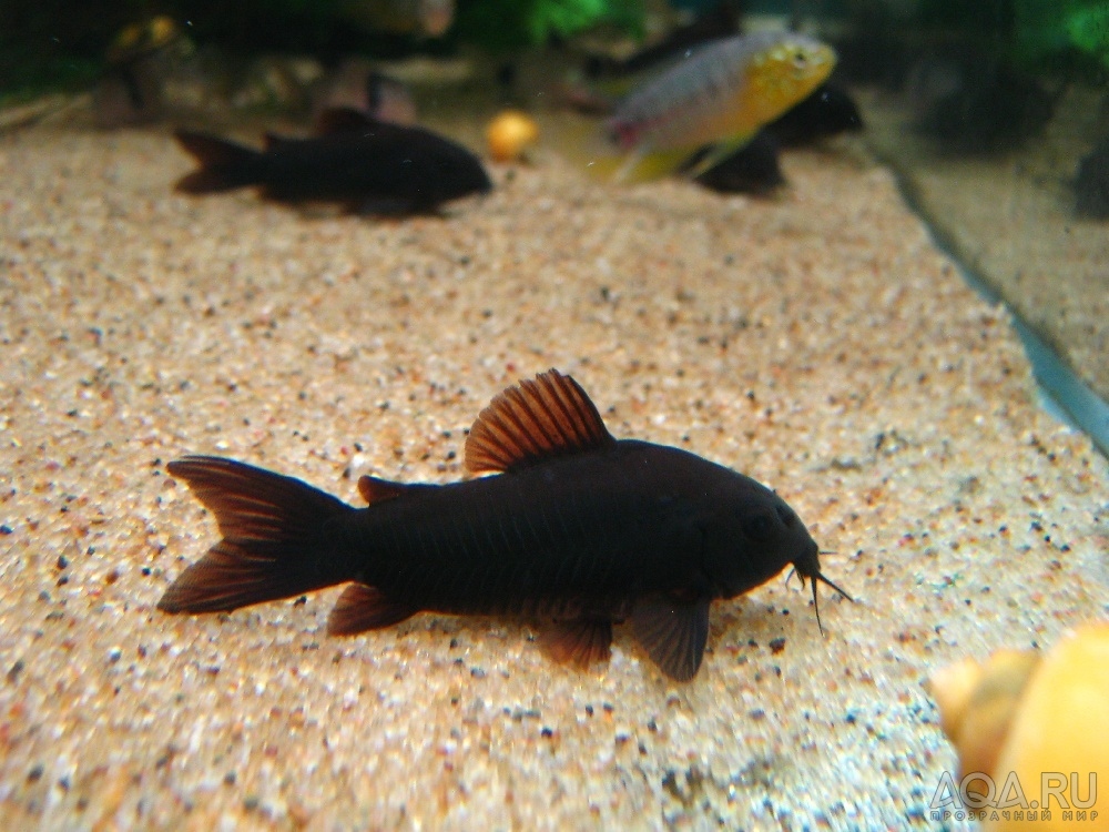 Corydoras 