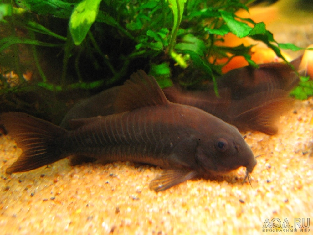 Corydoras 