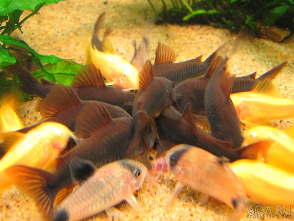 Corydoras 