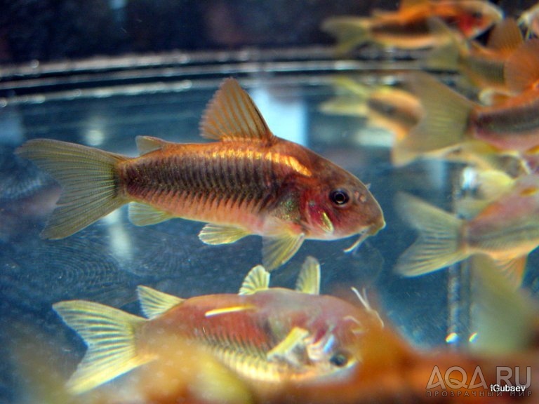 corydoras-sp-neon-goldstripe-2