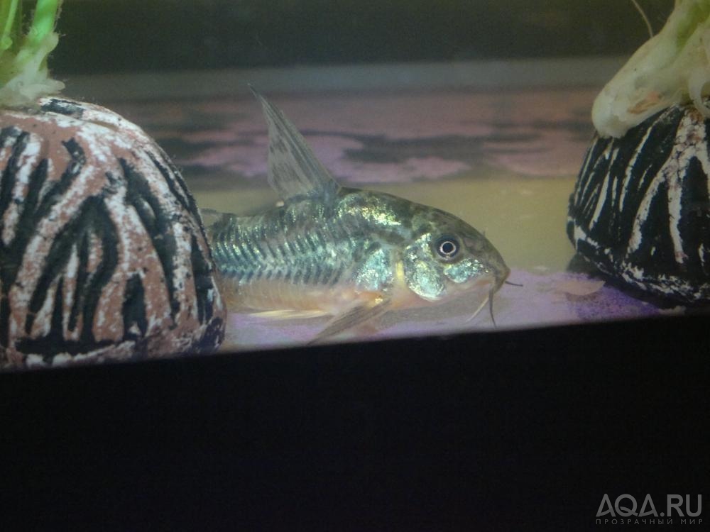 Коридорас крапчатый (Corydoras paleatus)