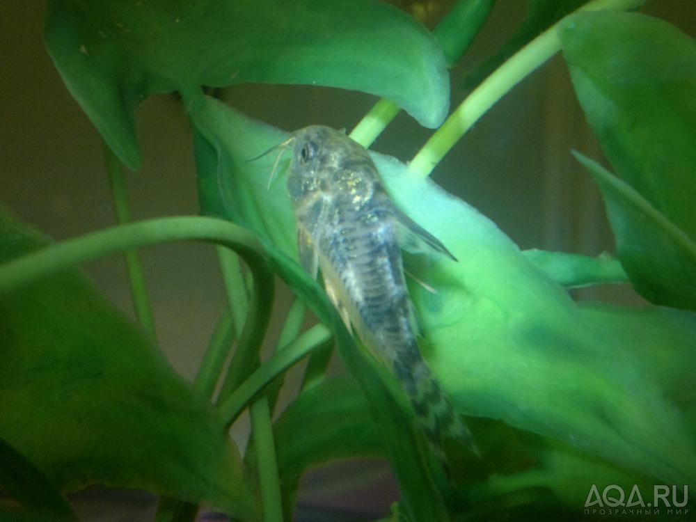 Коридорас крапчатый (Corydoras paleatus)