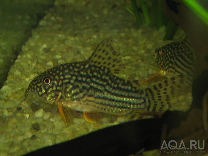 corydoras sterbai