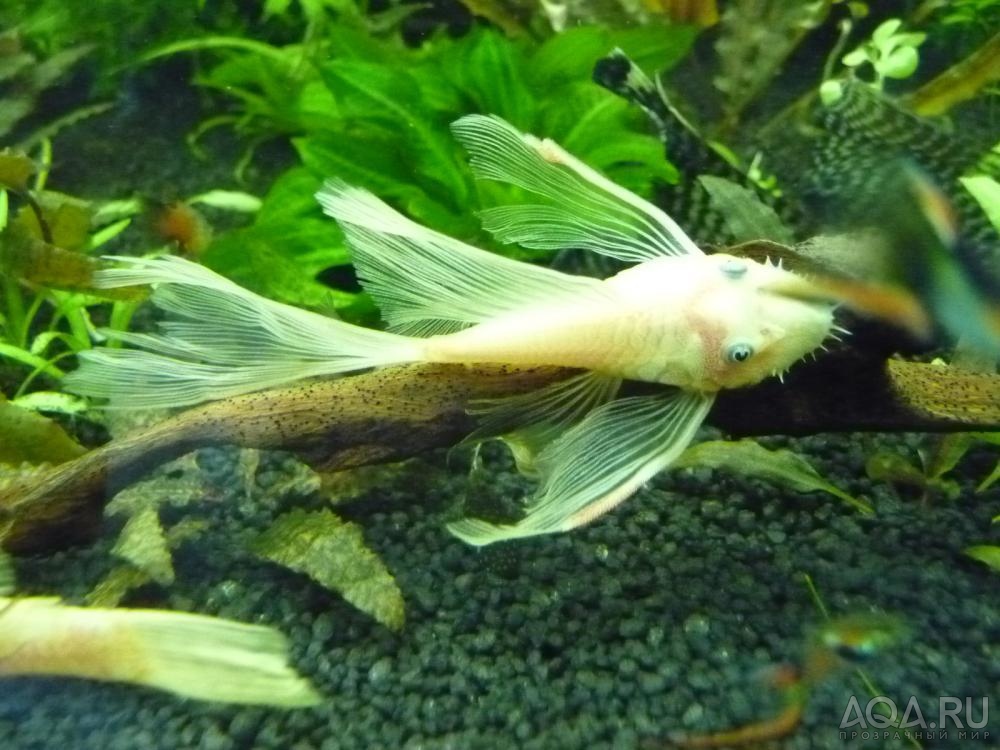 L-144 Ancistrus Longfin Schleier