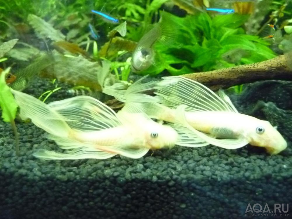 L-144 Ancistrus Longfin Schleier