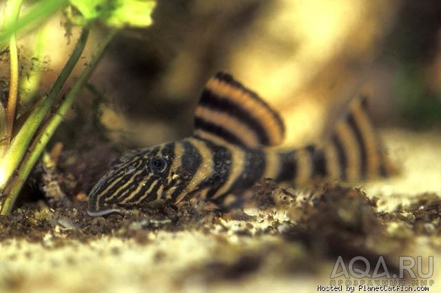 L-002 Panaqolus sp., "Tiger peckoltia"