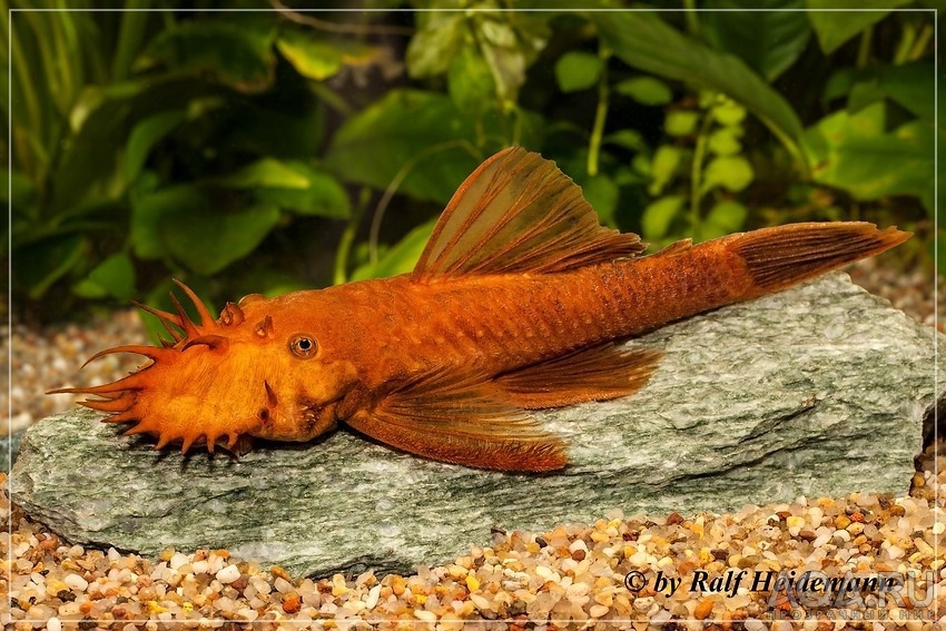 Ancistrus sp. Super red (Красный анцитрус)