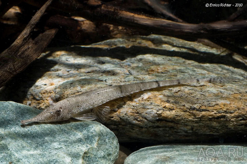 Hemiodontichthys acipenserinus (Pinocchio Whiptail Catfish)