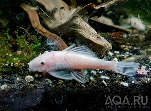 L-144 Ancistrus Snow White