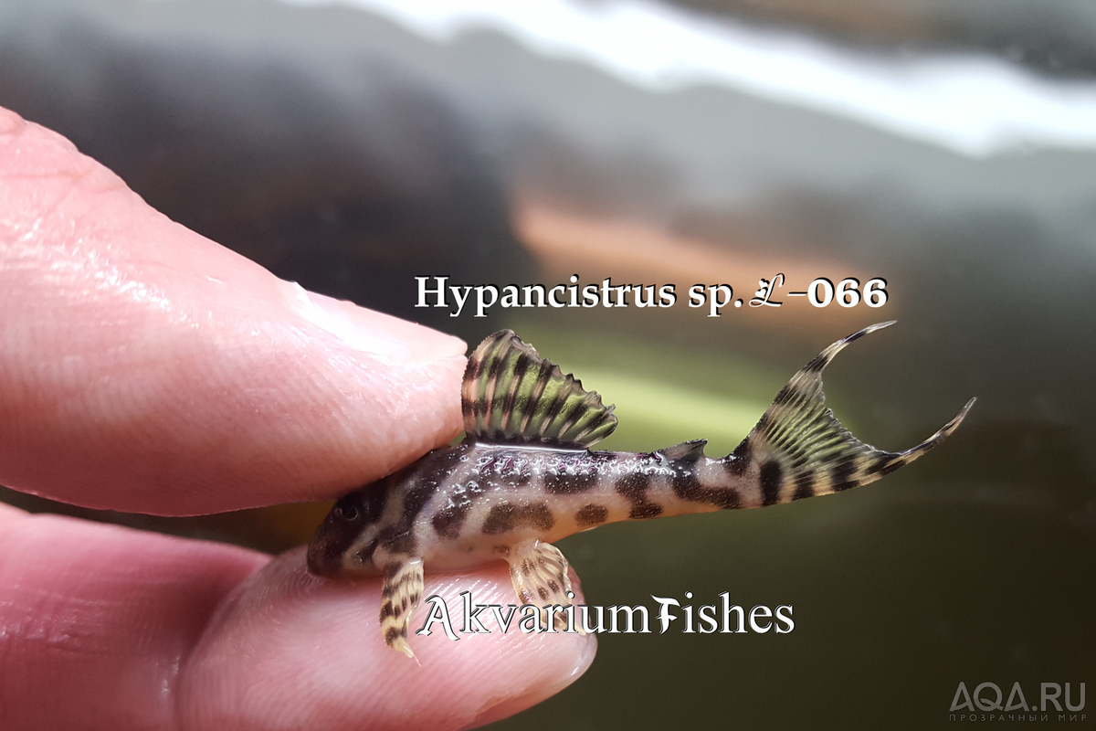 L-066 Гипанциструс Королевский Тигр (L-066 Hypancistrus King Tiger Pleco)