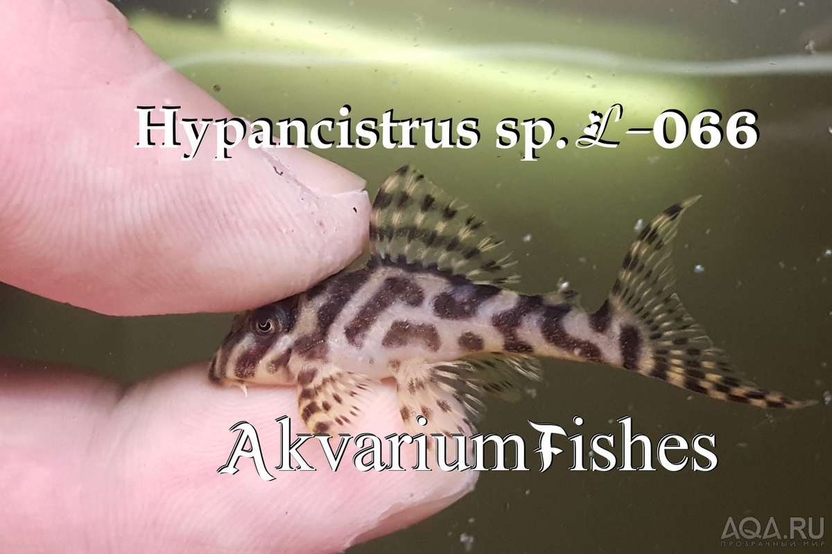 L-066 Гипанциструс Королевский Тигр (L-066 Hypancistrus King Tiger Pleco)