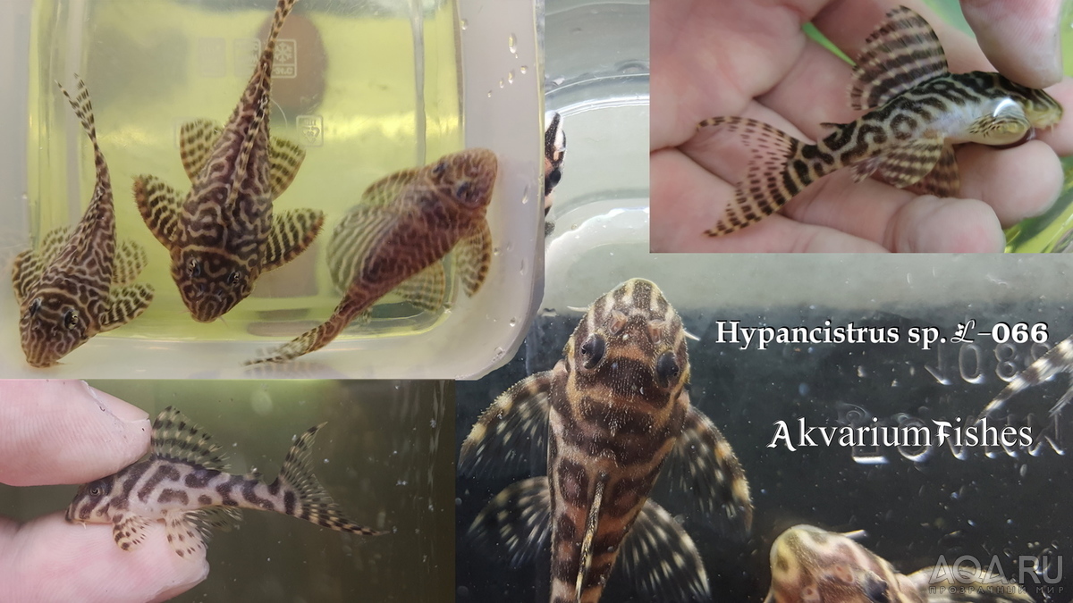 L-066 Гипанциструс Королевский Тигр (L-066 Hypancistrus King Tiger Pleco)