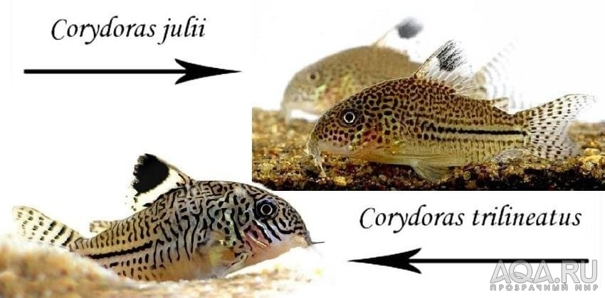 Corydoras julii vs trilineatus