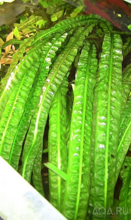 Cryptocoryne balansae