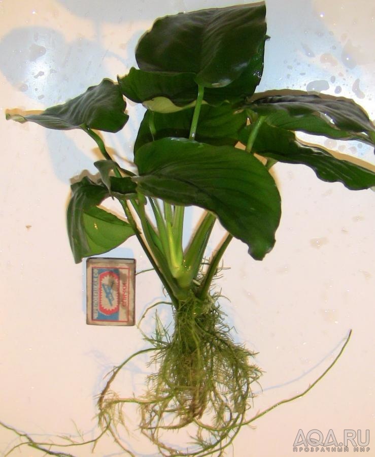 Anubias barteri var. caladiifolia