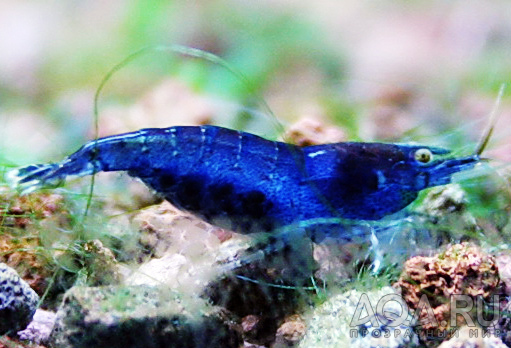 Babaulti Blue