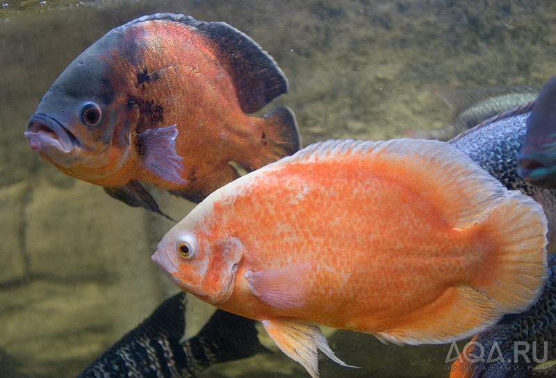 Astronotus_001